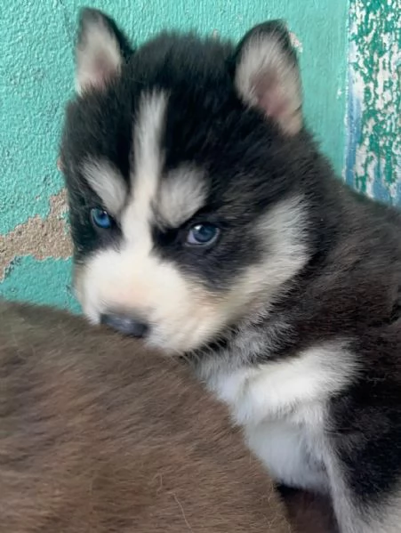 meravigliosi husky per adozione | Foto 0