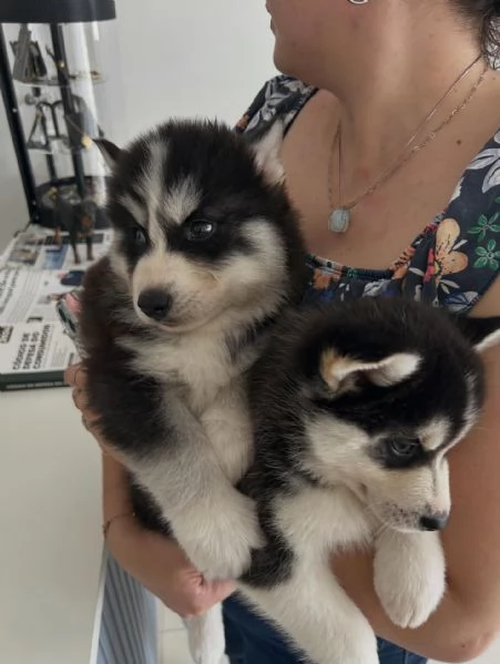 meravigliosi husky per adozione | Foto 2