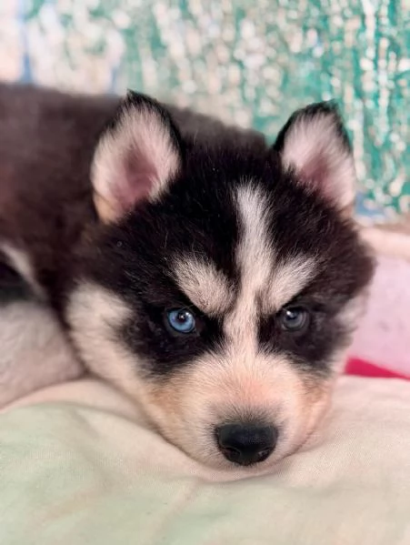 meravigliosi husky per adozione | Foto 0