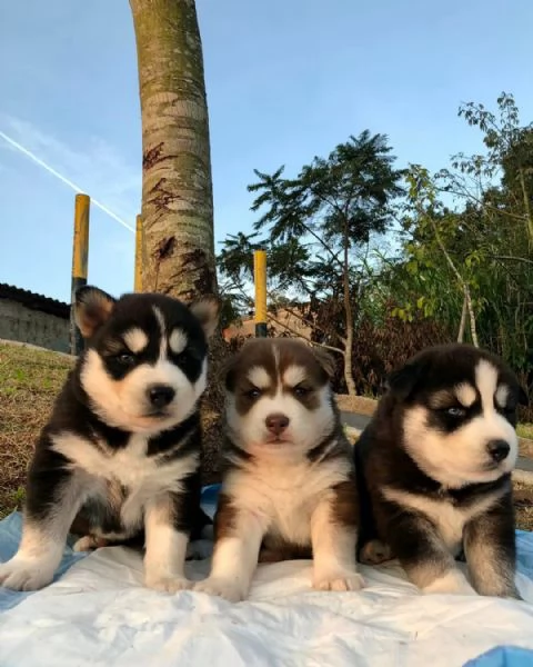 meravigliosi husky per adozione | Foto 6