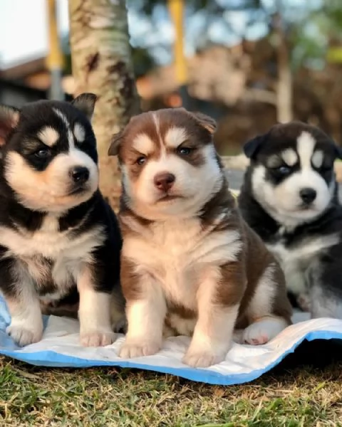 meravigliosi husky per adozione | Foto 4