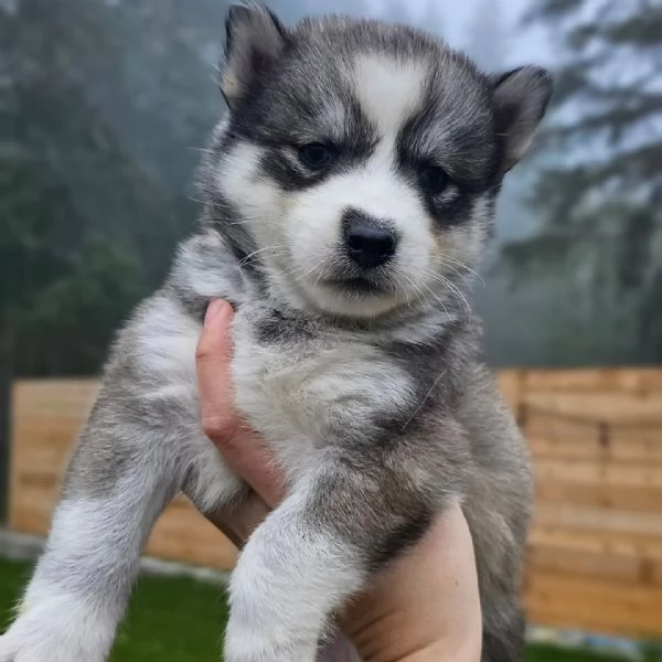 meravigliosi husky per adozione | Foto 4