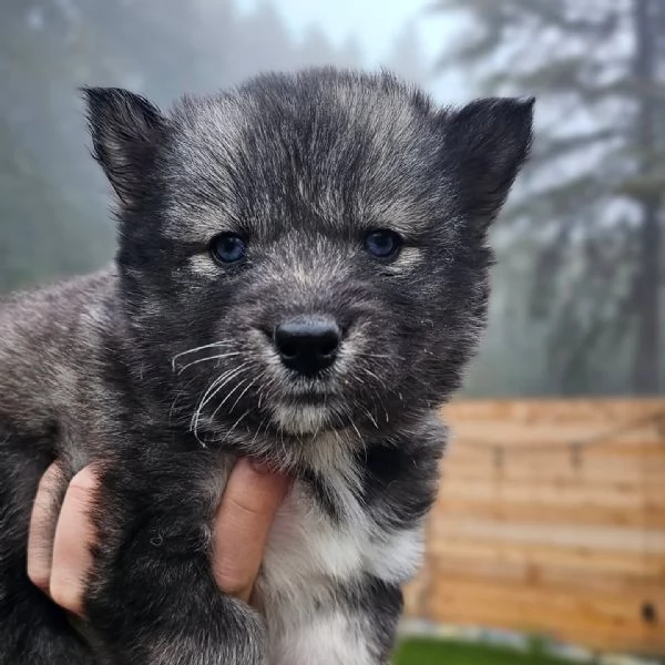 meravigliosi husky per adozione | Foto 2