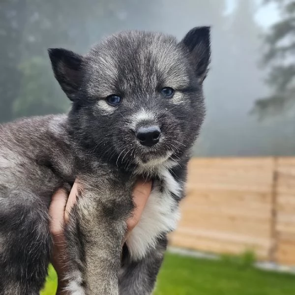 meravigliosi husky per adozione | Foto 1