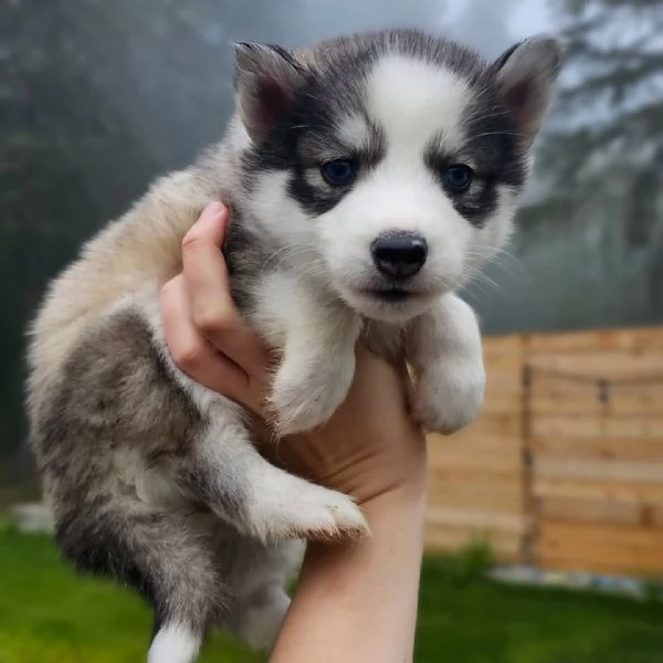 meravigliosi husky per adozione | Foto 0