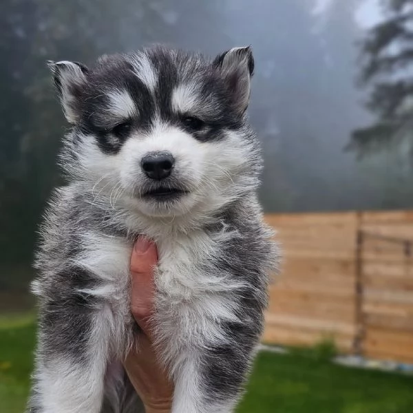 meravigliosi husky per adozione | Foto 3
