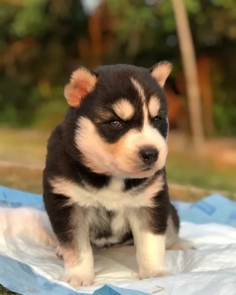meravigliosi husky per adozione | Foto 4