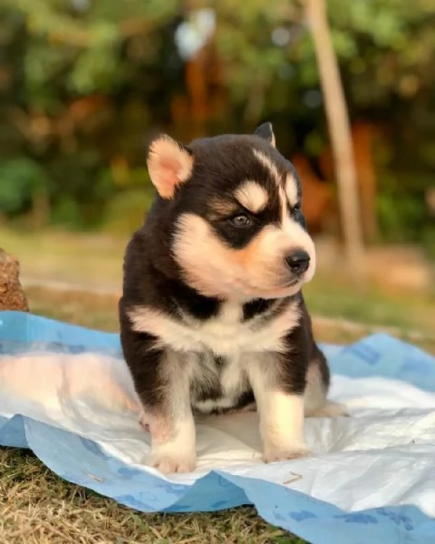 meravigliosi husky per adozione | Foto 2