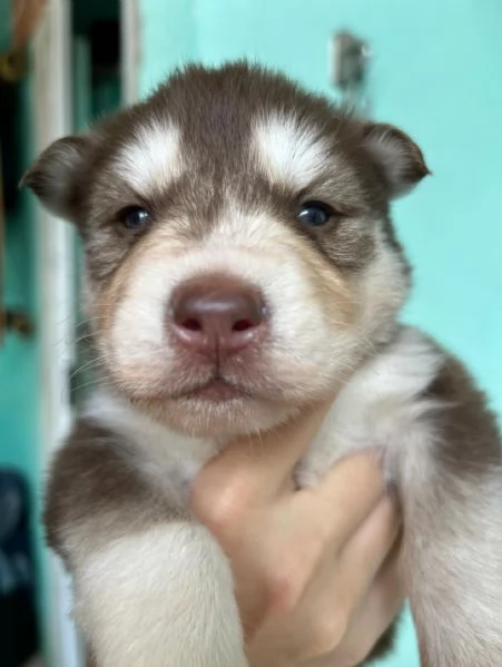 meravigliosi husky per adozione | Foto 1