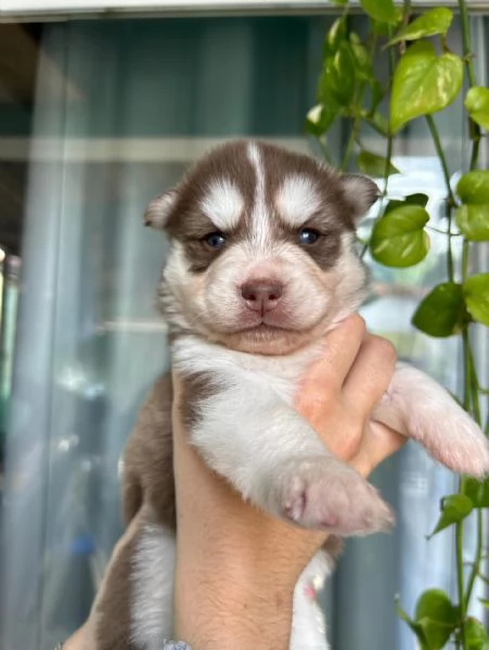 meravigliosi husky per adozione | Foto 1