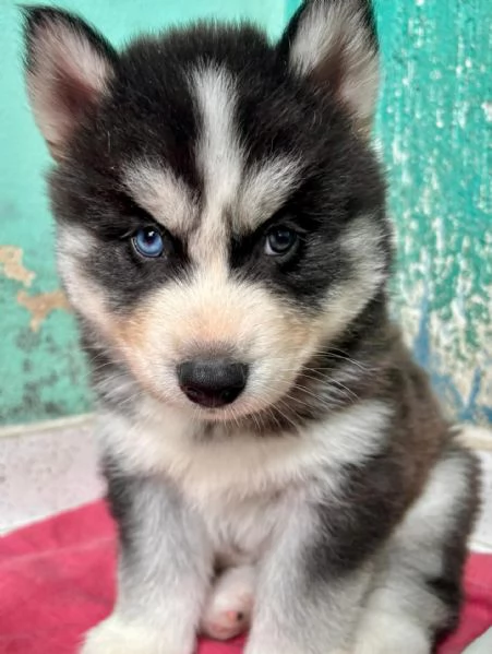 meravigliosi husky per adozione | Foto 2