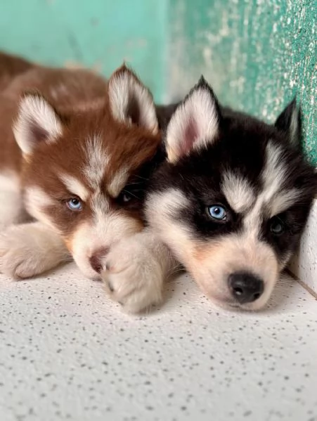 meravigliosi husky per adozione | Foto 1