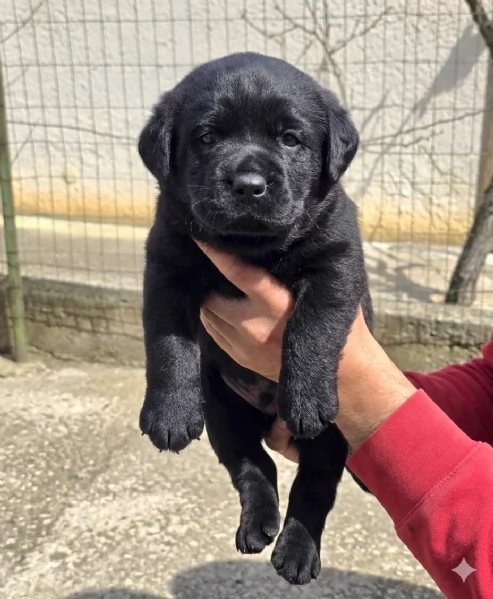 Labrador Retriver 