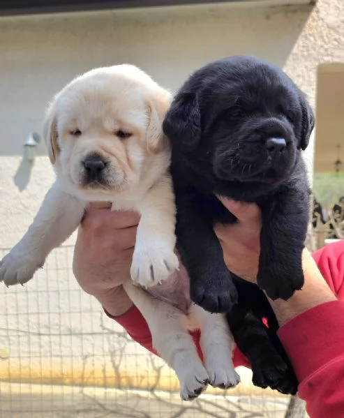 Labrador Retriver  | Foto 2