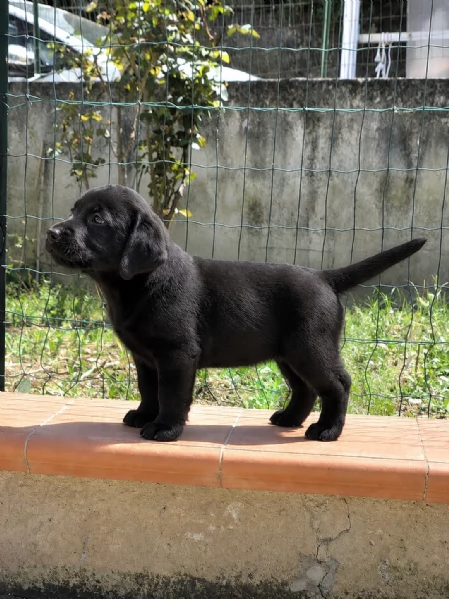 Labrador Retriver  | Foto 1
