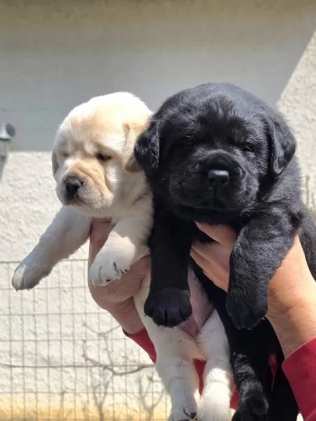Labrador Retriver  | Foto 0