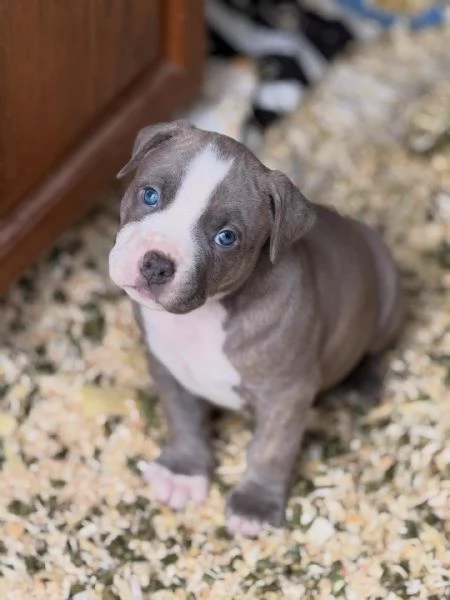 meravigliosi pitbull per adozione | Foto 1