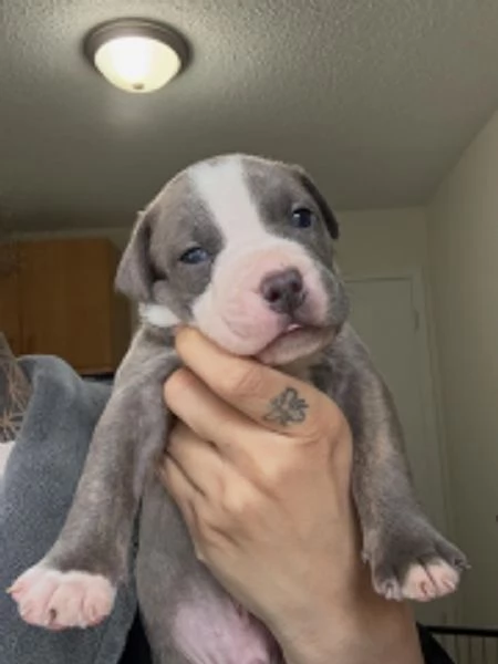 meravigliosi pitbull per adozione