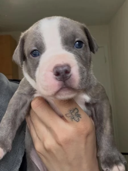 meravigliosi pitbull per adozione | Foto 1