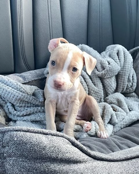 meravigliosi pitbull per adozione | Foto 1