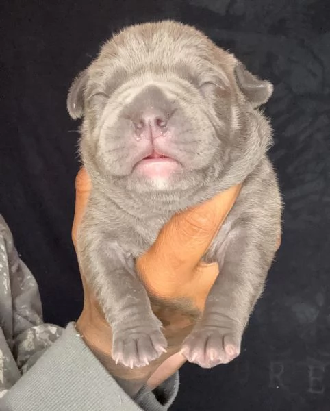 meravigliosi pitbull per adozione | Foto 0