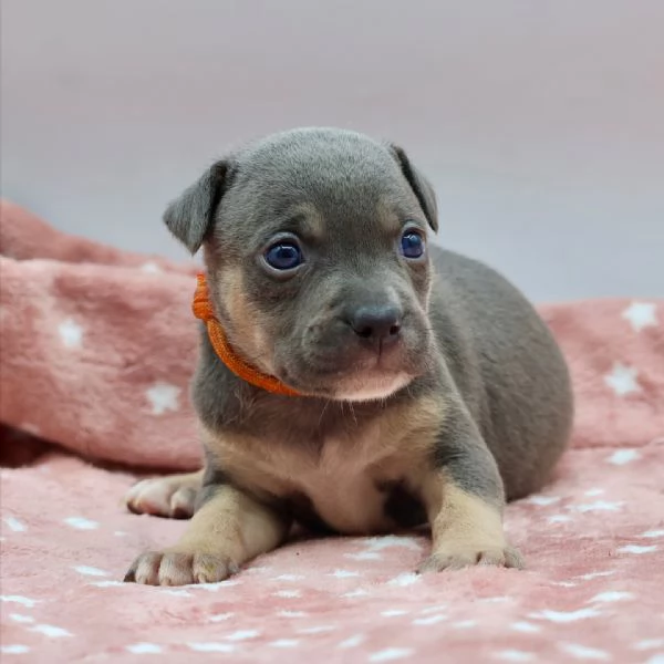 meravigliosi pitbull per adozione | Foto 6