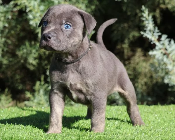 meravigliosi pitbull per adozione | Foto 3