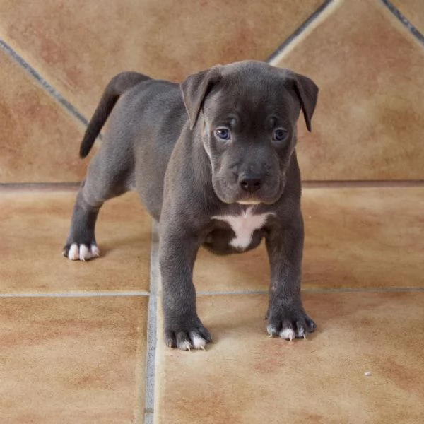 meravigliosi pitbull per adozione | Foto 1