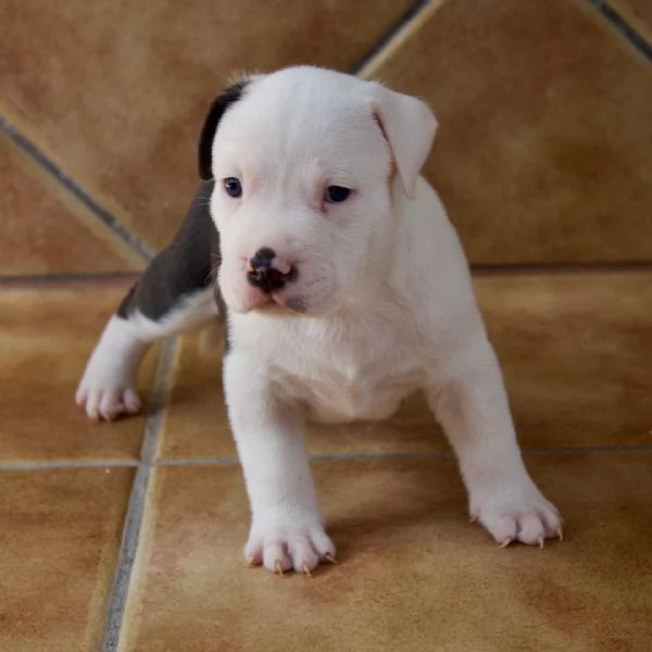 meravigliosi pitbull per adozione | Foto 0