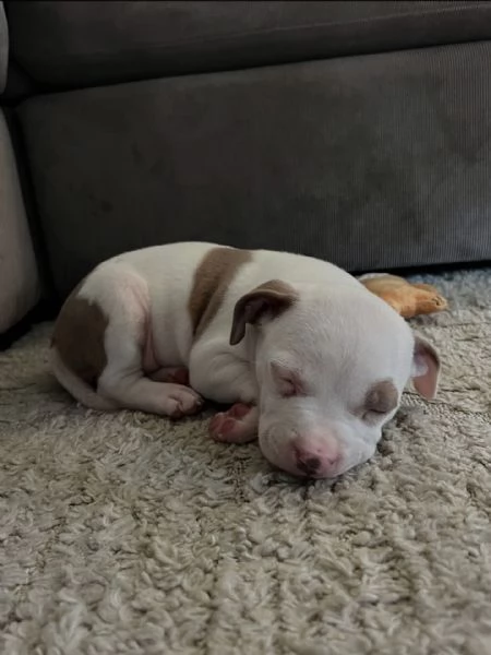 meravigliosi pitbull per adozione | Foto 0