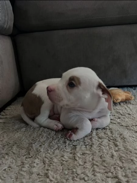 meravigliosi pitbull per adozione | Foto 6