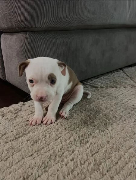 meravigliosi pitbull per adozione | Foto 3