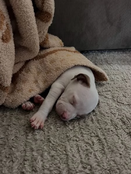 meravigliosi pitbull per adozione | Foto 1