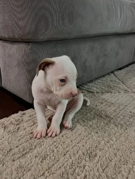 meravigliosi pitbull per adozione | Foto 0