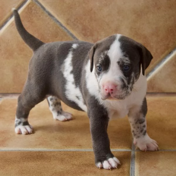 meravigliosi pitbull per adozione | Foto 6