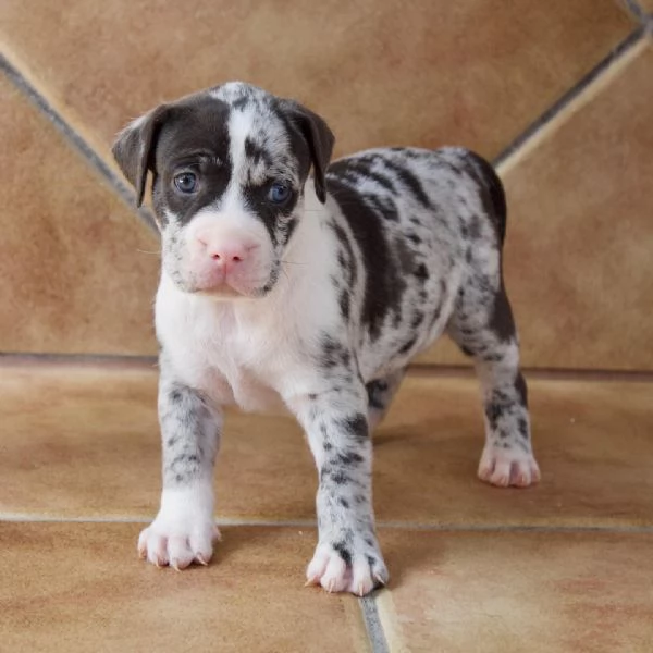 meravigliosi pitbull per adozione | Foto 5