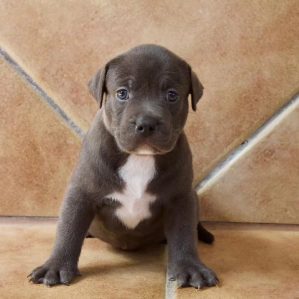 meravigliosi pitbull per adozione | Foto 3