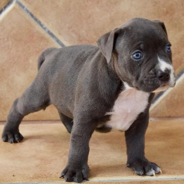 meravigliosi pitbull per adozione | Foto 2