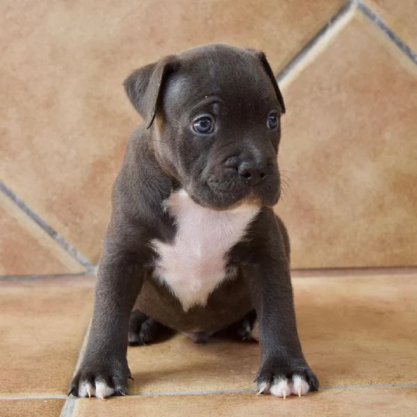 meravigliosi pitbull per adozione | Foto 1