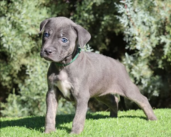 meravigliosi pitbull per adozione | Foto 6