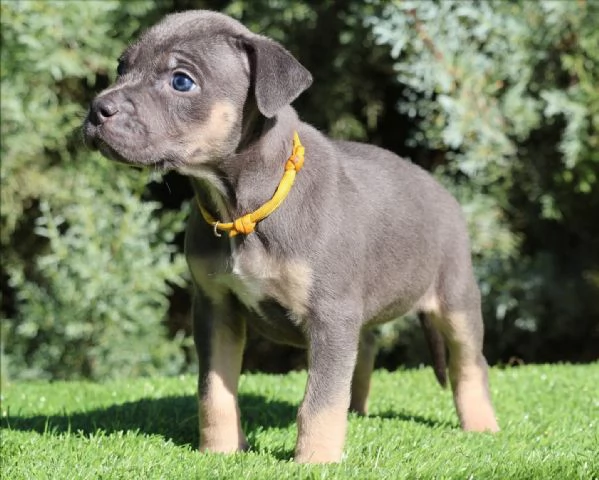 meravigliosi pitbull per adozione | Foto 5