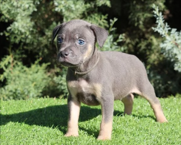 meravigliosi pitbull per adozione | Foto 1