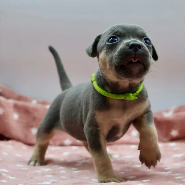 meravigliosi pitbull per adozione | Foto 3