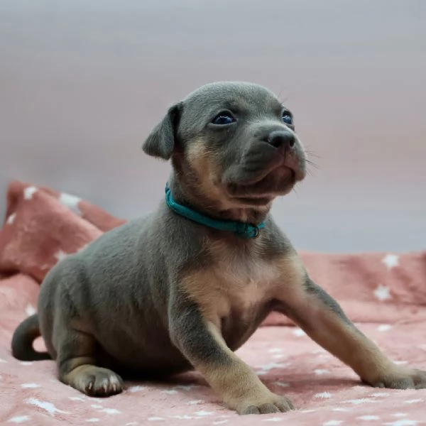 meravigliosi pitbull per adozione | Foto 0