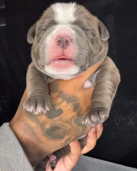 meravigliosi pitbull per adozione | Foto 6