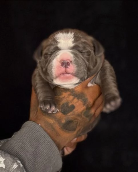 meravigliosi pitbull per adozione | Foto 5