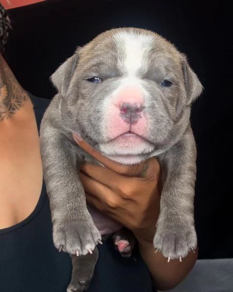 meravigliosi pitbull per adozione