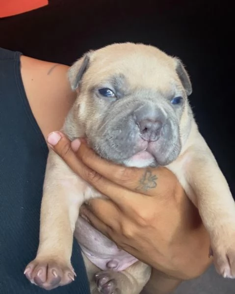meravigliosi pitbull per adozione | Foto 4
