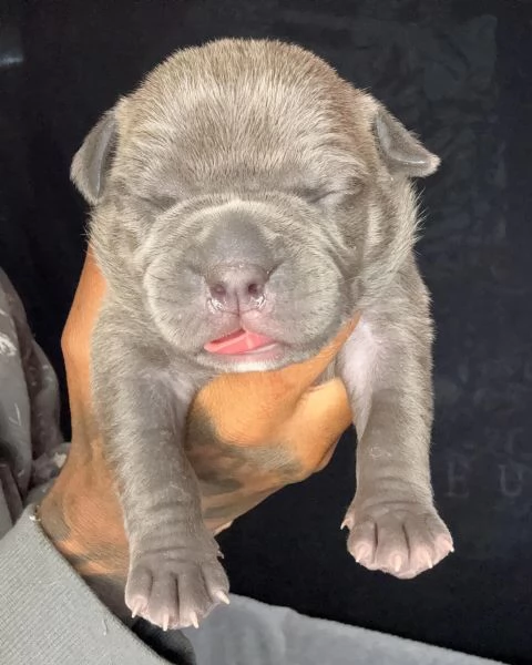 meravigliosi pitbull per adozione | Foto 3
