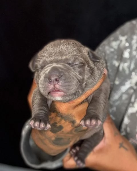 meravigliosi pitbull per adozione | Foto 0